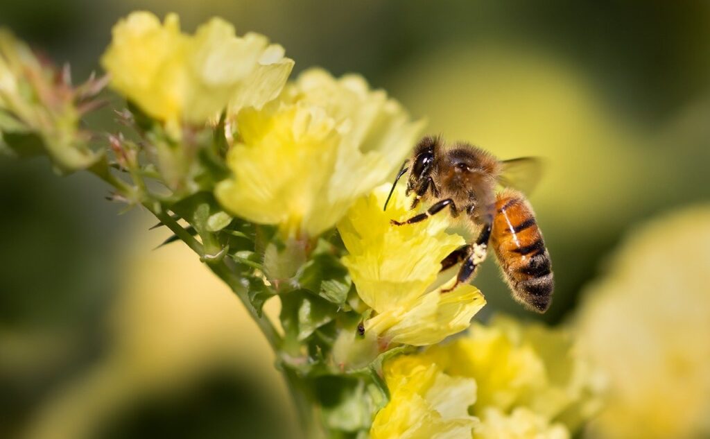 honeybee, bee, pollinator-8292593.jpg